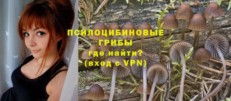 Галлюциногенные грибы Psilocybe  где можно купить наркотик  Саров 